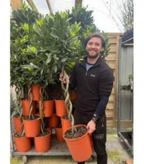5ft Double Spiral Stem Standard Bay Tree | Laurus nobilis | 130-150cm