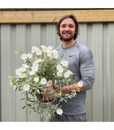 Convolvus cneorum (Silverbush) 9cm/2L/3L