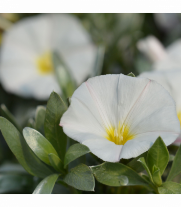 Convolvus cneorum (Silverbush) 9cm/2L/3L