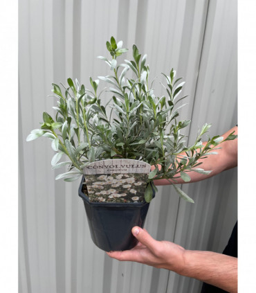 Convolvus cneorum (Silverbush) 9cm/2L/3L
