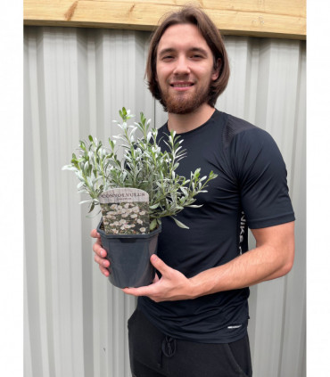 Convolvus cneorum (Silverbush) 9cm/2L/3L