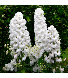 Delphinium 'Magic Fountain White' 9cm/1.5L/3L