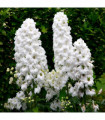 Delphinium 'Magic Fountain White' 9cm/1.5L/3L