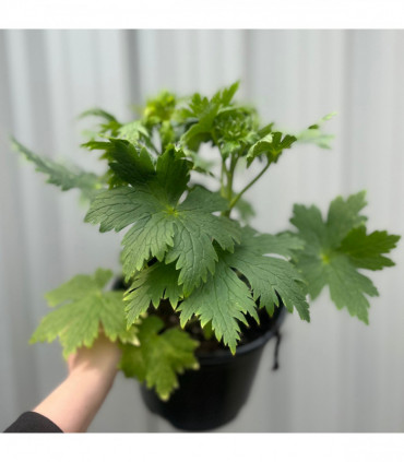 Delphinium 'Magic Fountain White' 9cm/1.5L/3L