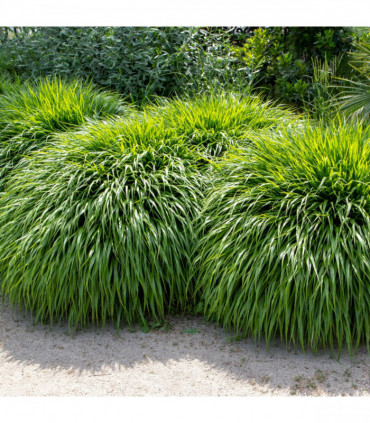 Hakonechloa macra Grass 9cm / 2L