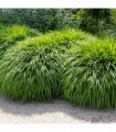 Hakonechloa macra Grass 9cm / 2L