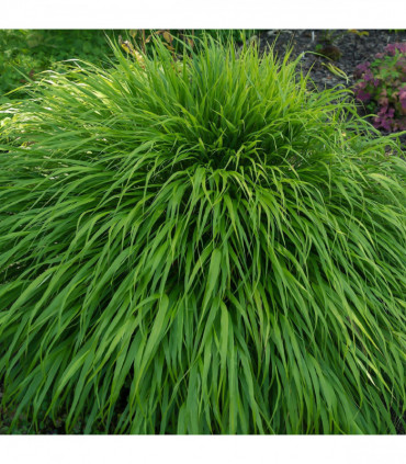 Hakonechloa macra Grass 9cm / 2L
