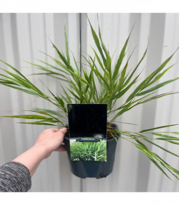 Hakonechloa macra Grass 9cm / 2L