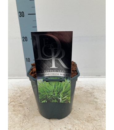 Hakonechloa macra Grass 9cm / 2L