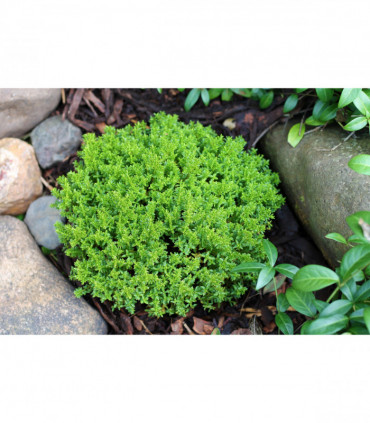Hebe 'Emerald Gem' 'Green Globe' 9cm / 1L / 2L