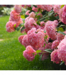 Hydrangea arborescens 'Strong Annabelle Pink' 3L