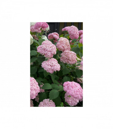 Hydrangea arborescens 'Strong Annabelle Pink' 3L