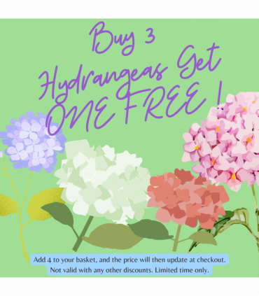 Hydrangea arborescens 'Strong Annabelle Pink' 3L