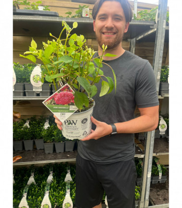 Hydrangea arborescens 'Strong Annabelle Pink' 3L