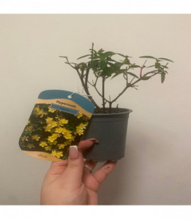 Hypericum Hidcote' 9cm / 3.5L