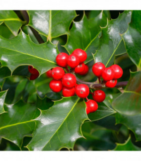 Ilex 'Blue Angel' Holly 2L