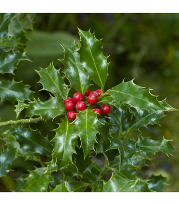 Ilex 'Blue Angel' Holly 2L