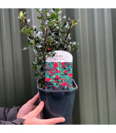 Ilex 'Blue Angel' Holly 2L