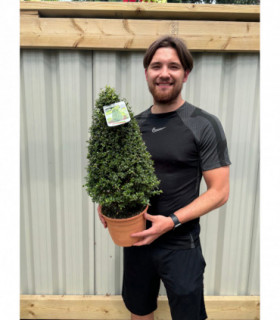 Ilex crenata Cone / Pyramid 3L