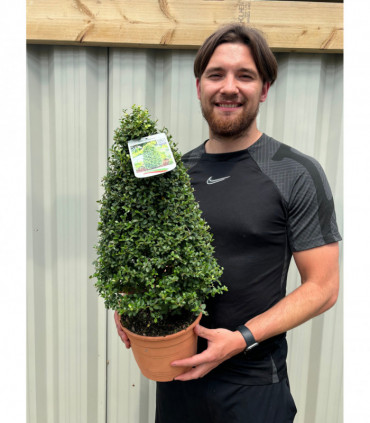 Ilex crenata Cone / Pyramid 3L