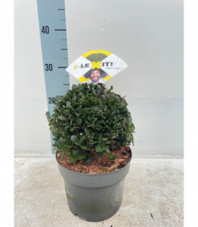 Ilex crenata Dark Green Ball 2L/5L/7.5L