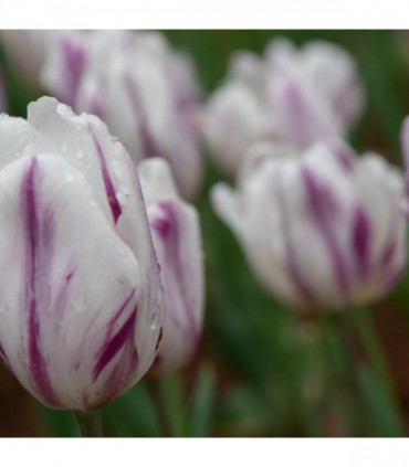 Tulip 'Flaming Flag' (6 Bulbs)