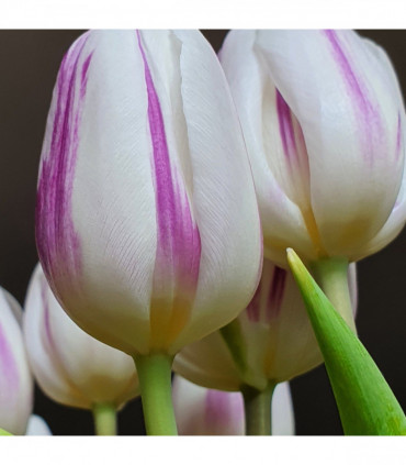 Tulip 'Flaming Flag' (6 Bulbs)