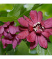 Calycanthus Floridus 3L