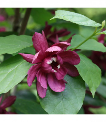 Calycanthus Floridus 3L