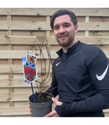 Calycanthus Floridus 3L