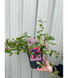 Hardy Fuchsia 'Dollar Princess' 2L