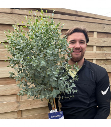 Standard Eucalyptus gunnii 1m - 1.1m
