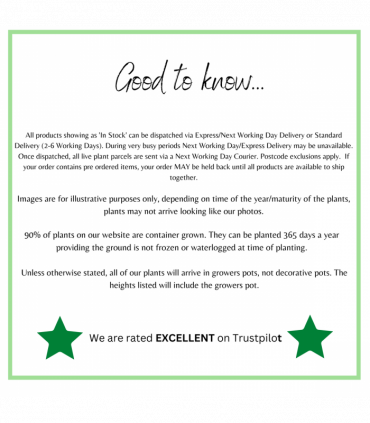 Standard Eucalyptus gunnii 1m - 1.1m