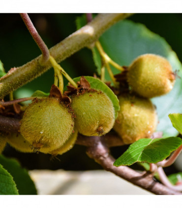 Kiwi Jenny (Actinidia deliciosa) 2L