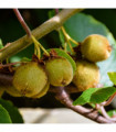 Kiwi Jenny (Actinidia deliciosa) 2L