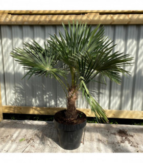 Large Trachycarpus Fortunei (160-80cm/ TRUNK 50-60cm)