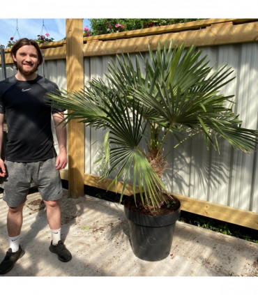 Large Trachycarpus Fortunei (160-80cm/ TRUNK 50-60cm)