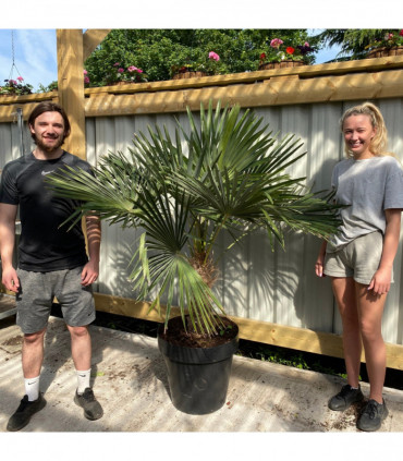 Large Trachycarpus Fortunei (160-80cm/ TRUNK 50-60cm)