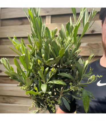 Olive Tree | Hardy Evergreen Potted Tree | 50-60cm (Multibuy Offers Available)