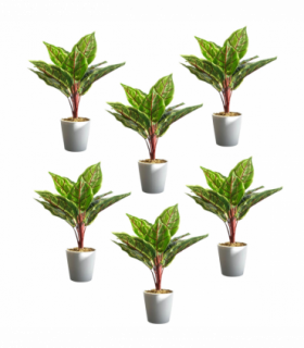 Pack of 6 x 38cm Potted Calathea Veitchiane