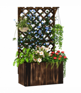 Anemone hybrida Honorine Jobert 9cm - 2L