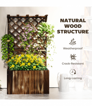 Anemone hybrida Honorine Jobert 9cm - 2L