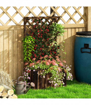 Anemone hybrida Honorine Jobert 9cm - 2L