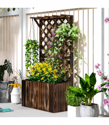 Anemone hybrida Honorine Jobert 9cm - 2L