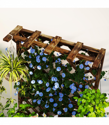 Anemone hybrida Honorine Jobert 9cm - 2L