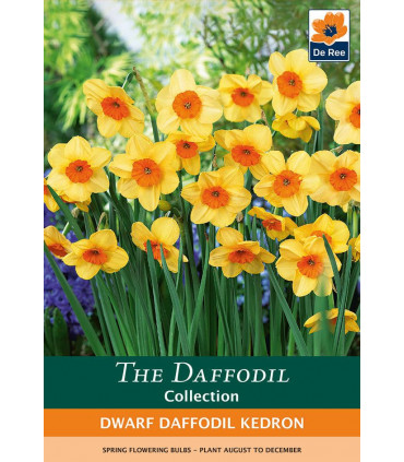 Dwarf Daffodil 'Kedron' 8 Bulbs