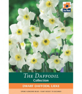 Dwarf Daffodil 'Lieke' (5 Bulbs)