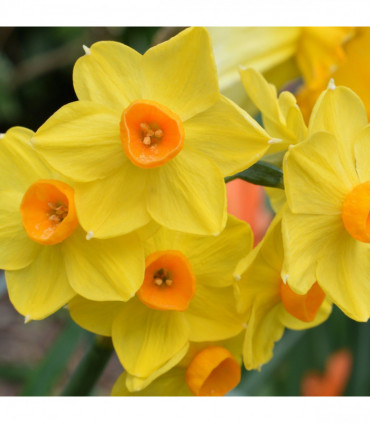 Dwarf Daffodil 'Martinette' (8 Bulbs)
