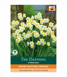 Dwarf Daffodil 'Minnow' (8/20 Bulbs)