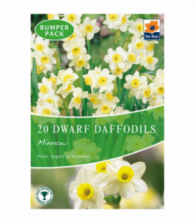 Dwarf Daffodil 'Minnow' (8/20 Bulbs)